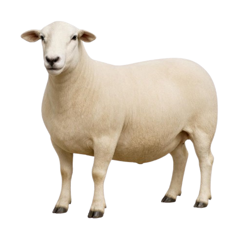 Australian White
