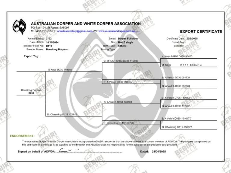 Cert 6