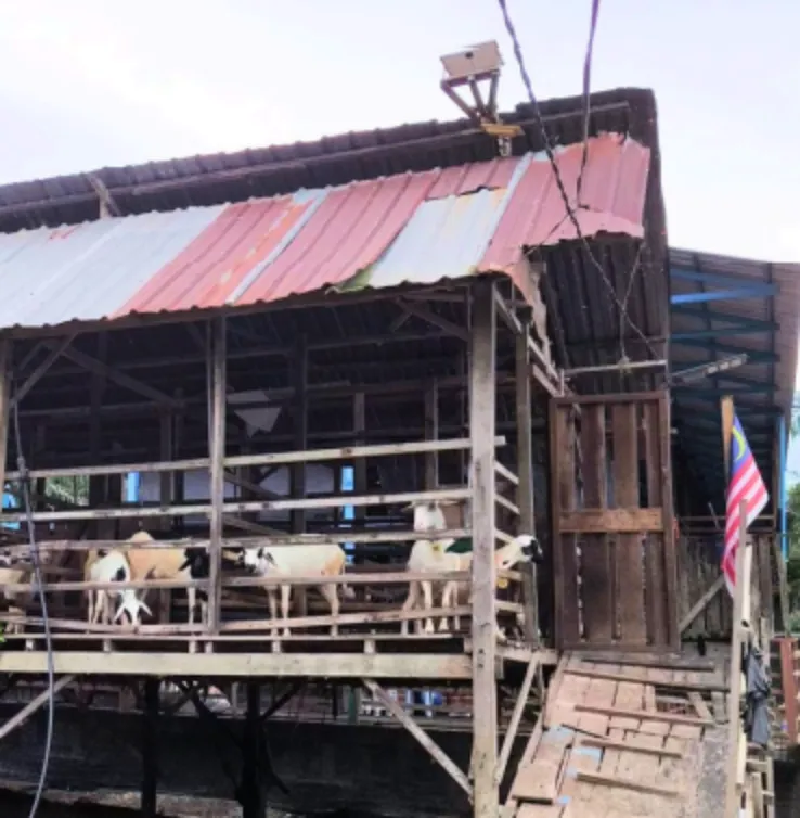 2021 - Bermulanya penternakan